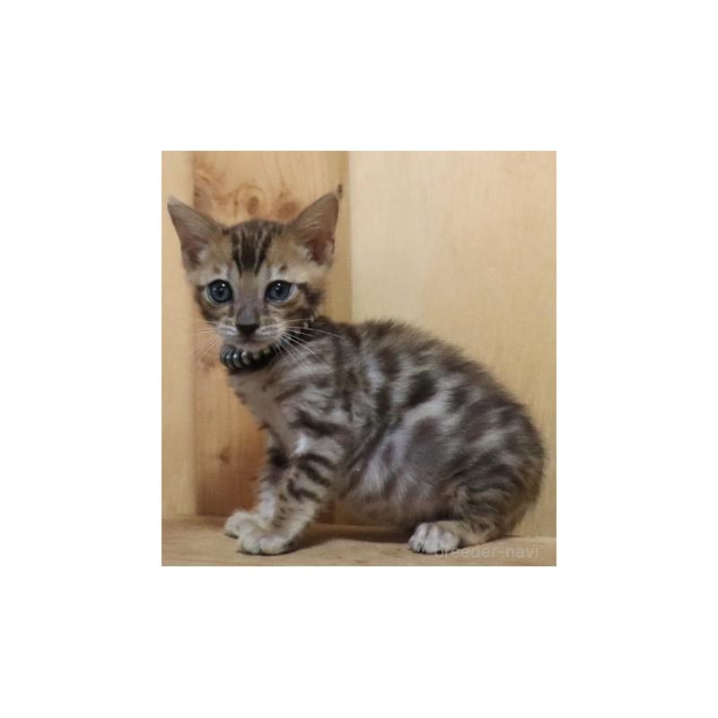 販売中の群馬県のベンガル-132275の5枚目