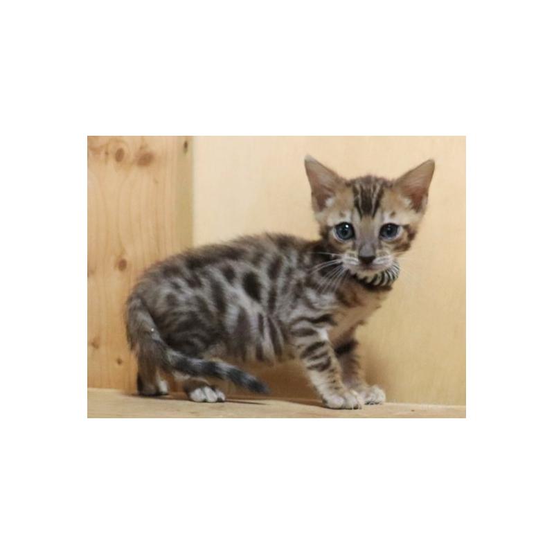 販売中の群馬県のベンガル-132275の4枚目