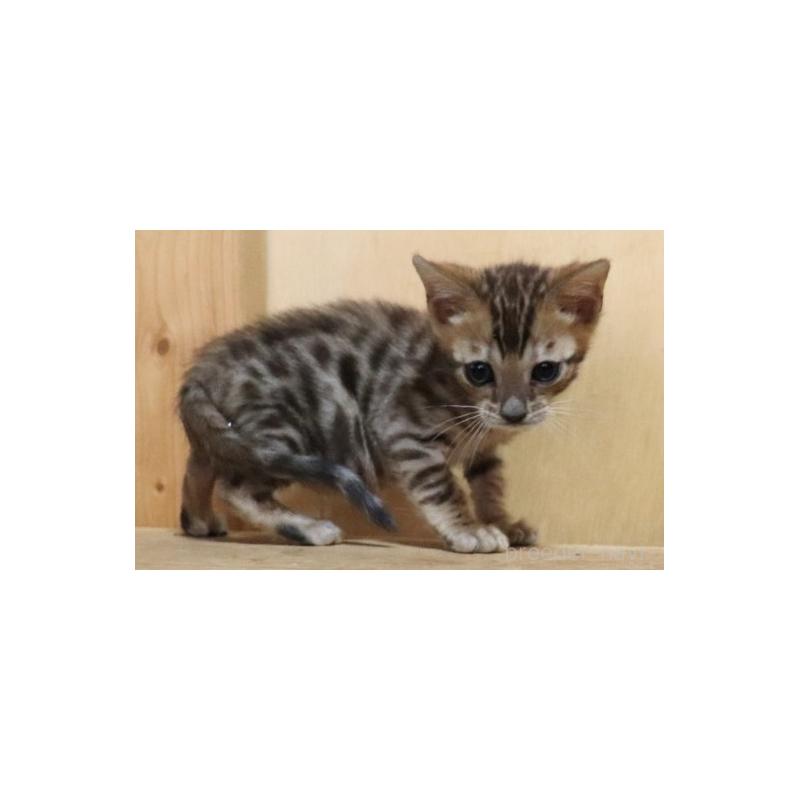 販売中の群馬県のベンガル-132275の3枚目