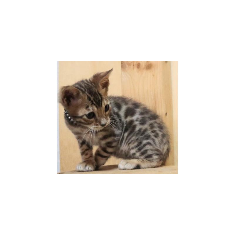 販売中の群馬県のベンガル-132276の9枚目