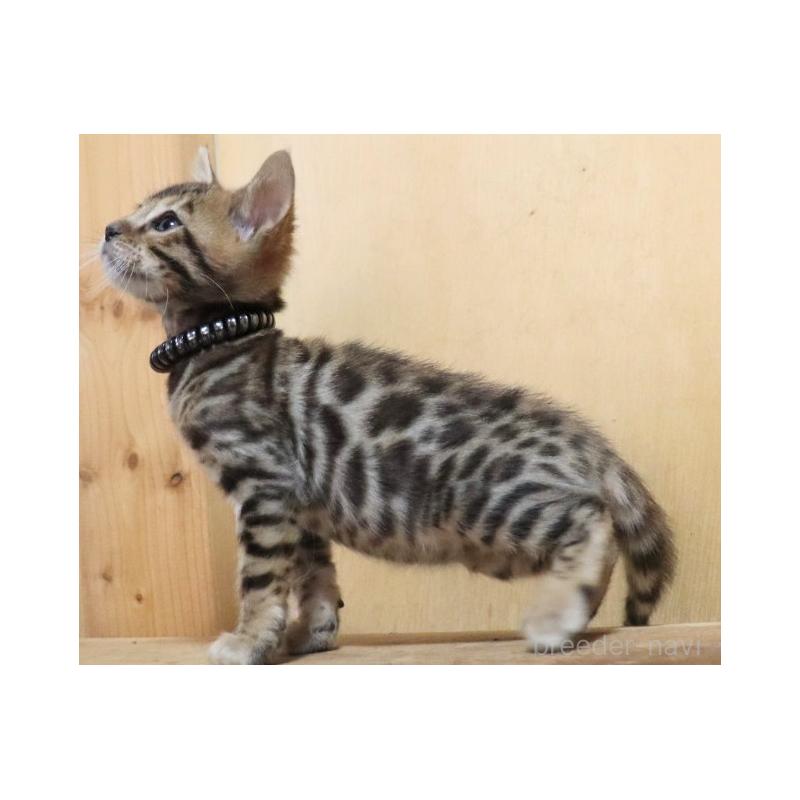 販売中の群馬県のベンガル-132276の8枚目