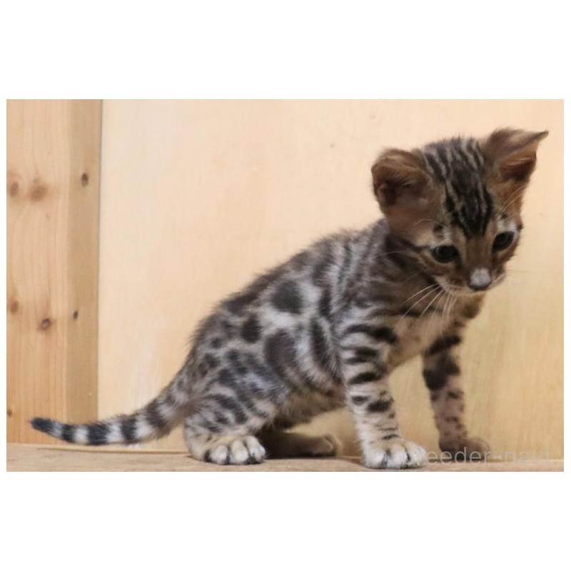 販売中の群馬県のベンガル-132276の7枚目