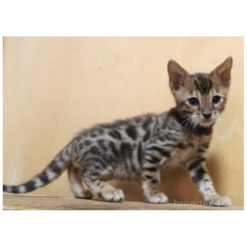 販売中の群馬県のベンガル-132276の6枚目