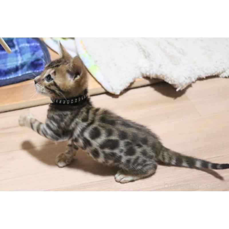 販売中の群馬県のベンガル-132276の5枚目