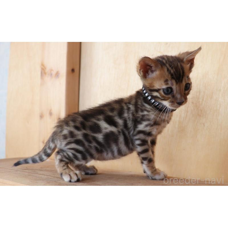 販売中の群馬県のベンガル-132276の4枚目