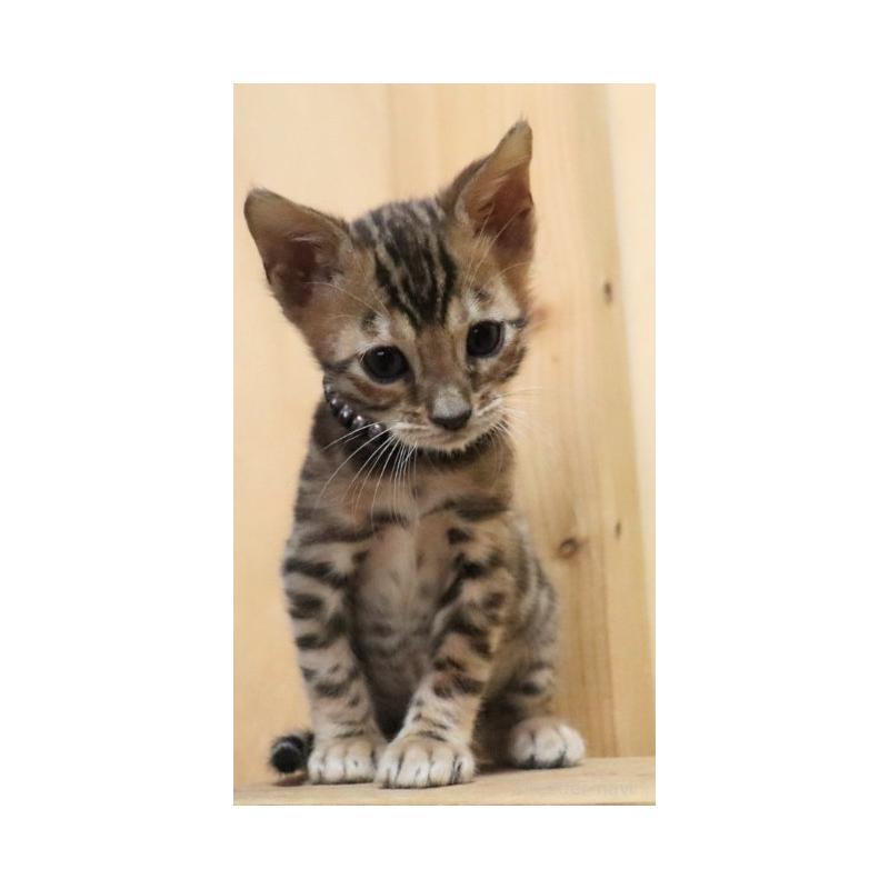 販売中の群馬県のベンガル-132276の2枚目