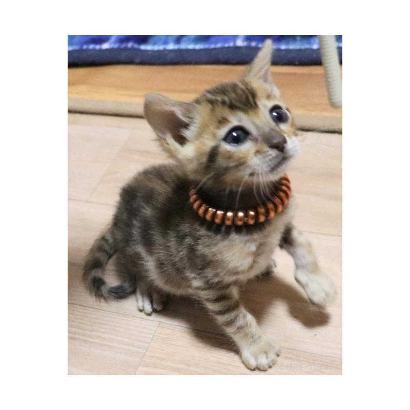 販売中の群馬県のベンガル-132277の5枚目