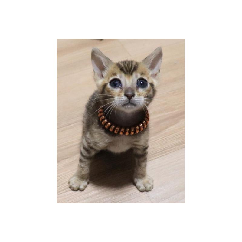 販売中の群馬県のベンガル-132277の4枚目