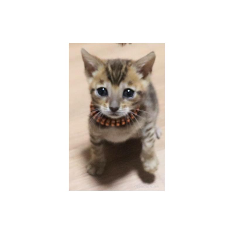 販売中の群馬県のベンガル-132277の3枚目