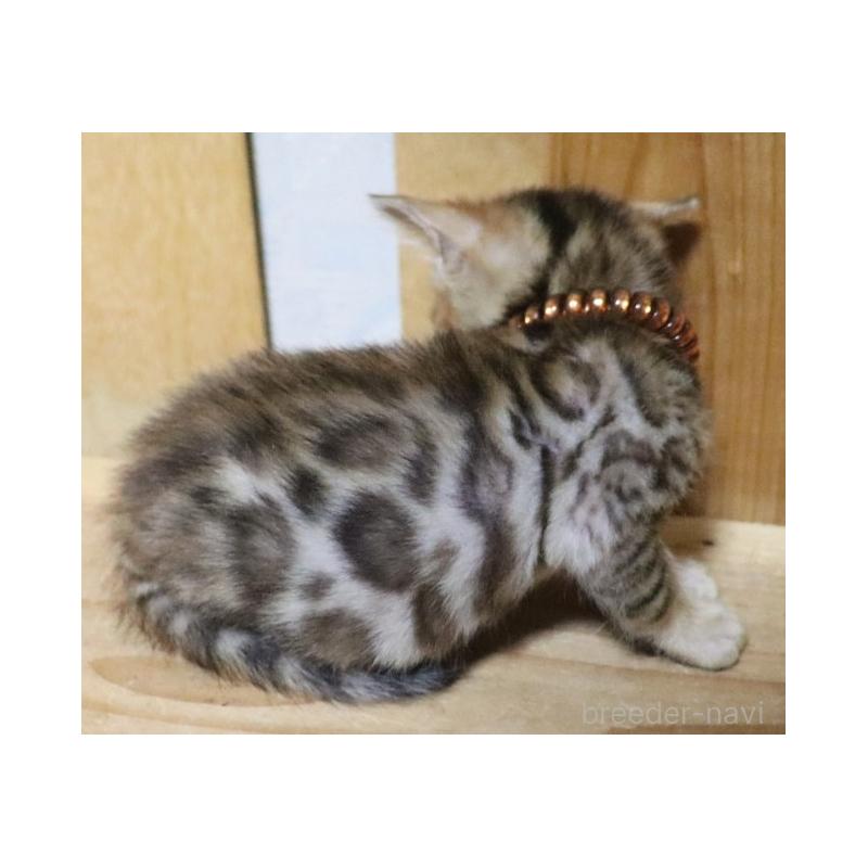 販売中の群馬県のベンガル-132277の2枚目