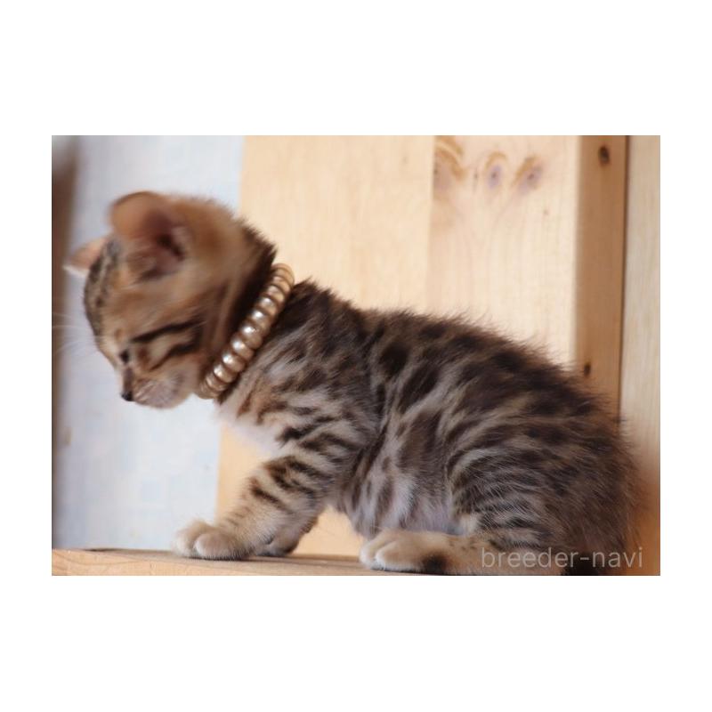 販売中の群馬県のベンガル-132278の6枚目