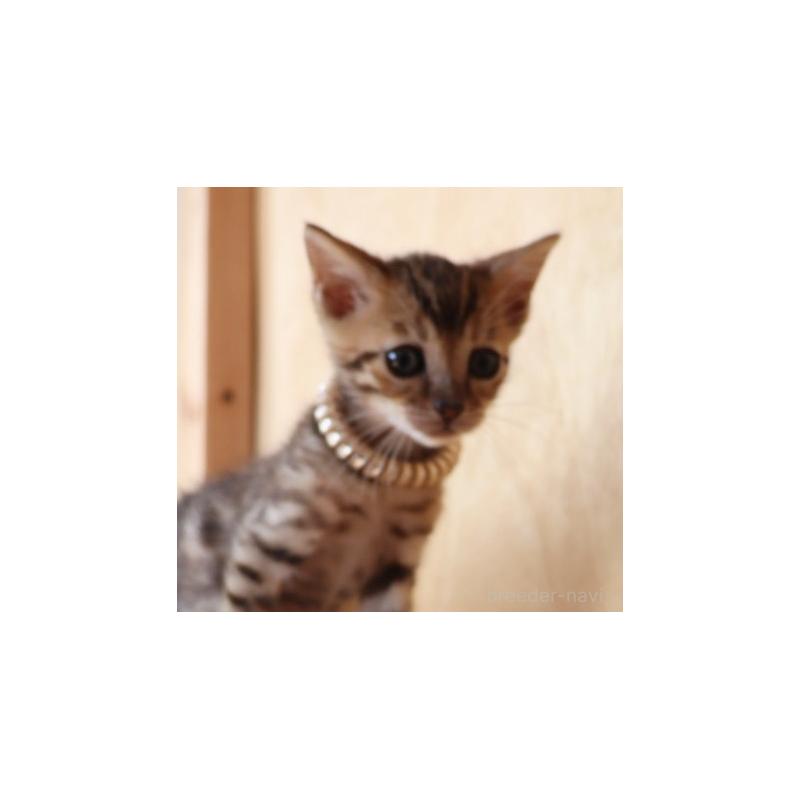 販売中の群馬県のベンガル-132278の5枚目