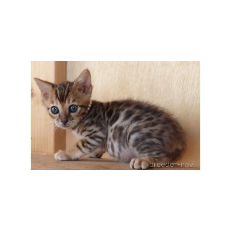 販売中の群馬県のベンガル-132278の3枚目