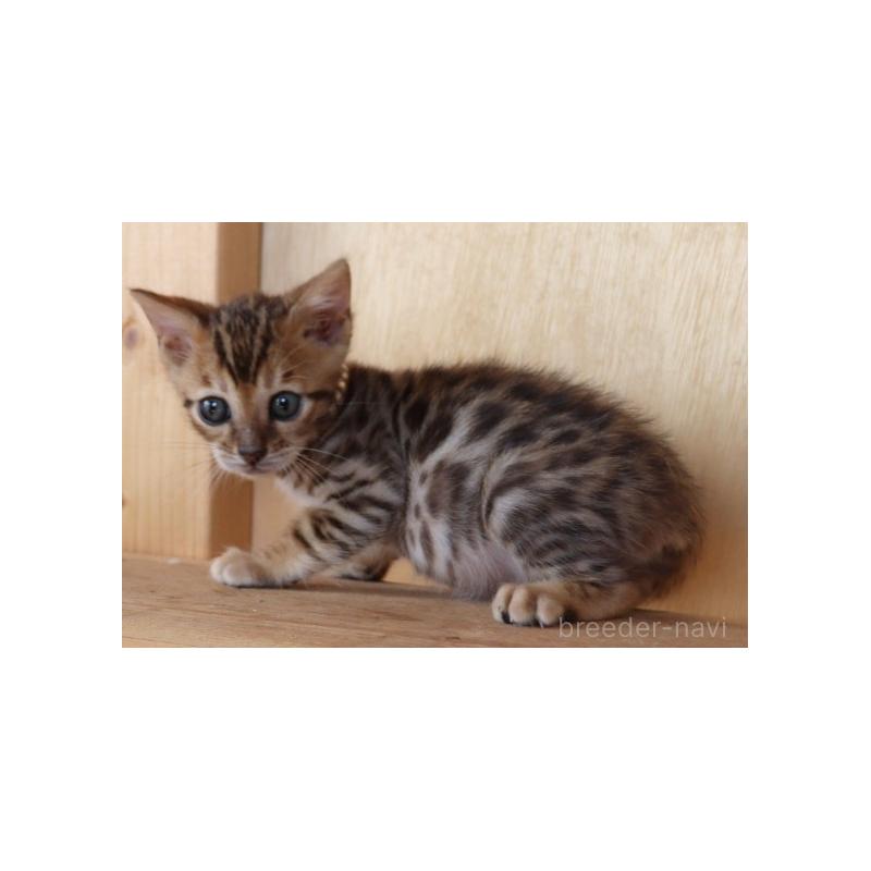 販売中の群馬県のベンガル-132278の2枚目