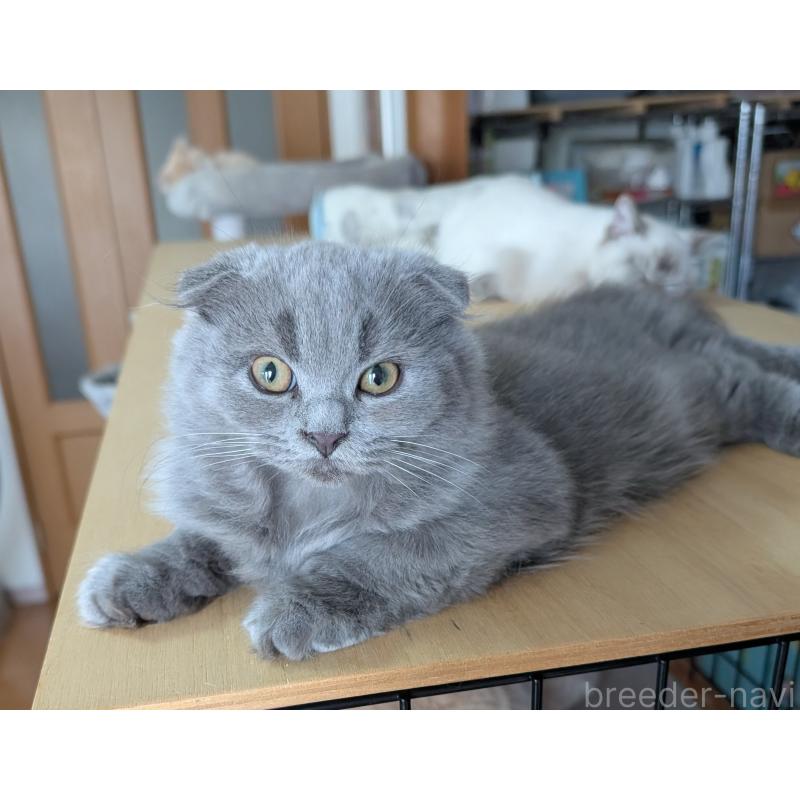 成約済の大阪府のスコティッシュフォールド(折れ耳)-123733の2枚目