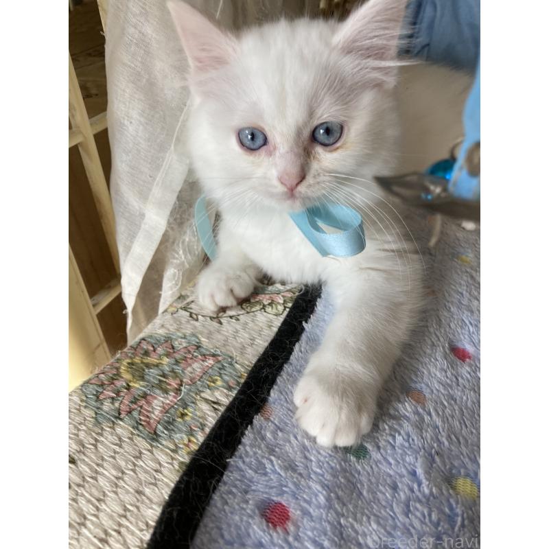 販売中の神奈川県のマンチカン-129912の10枚目