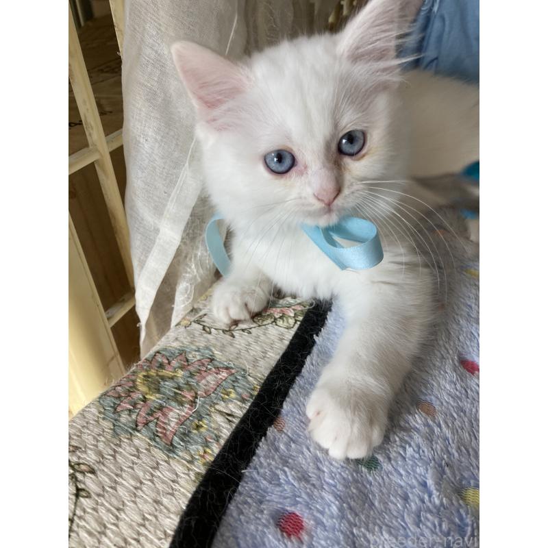 販売中の神奈川県のマンチカン-129912の9枚目