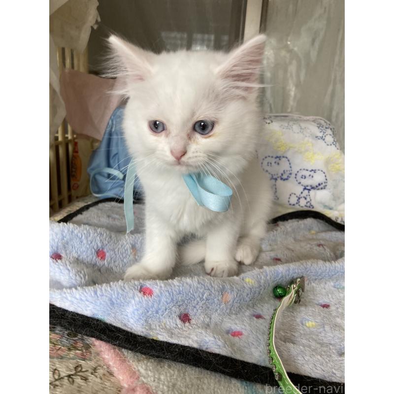 販売中の神奈川県のマンチカン-129912の8枚目