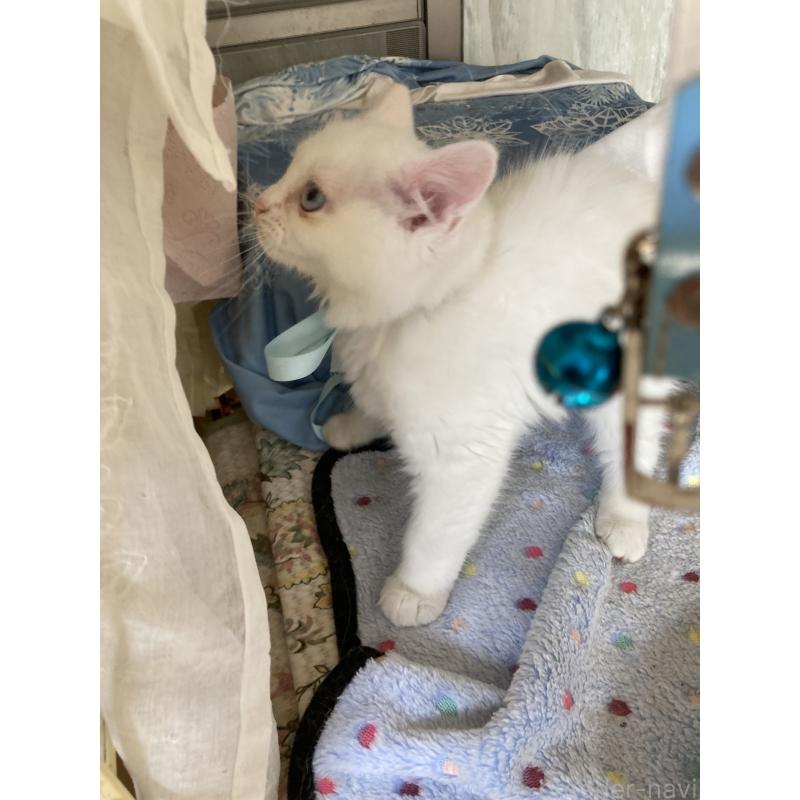 販売中の神奈川県のマンチカン-129912の7枚目