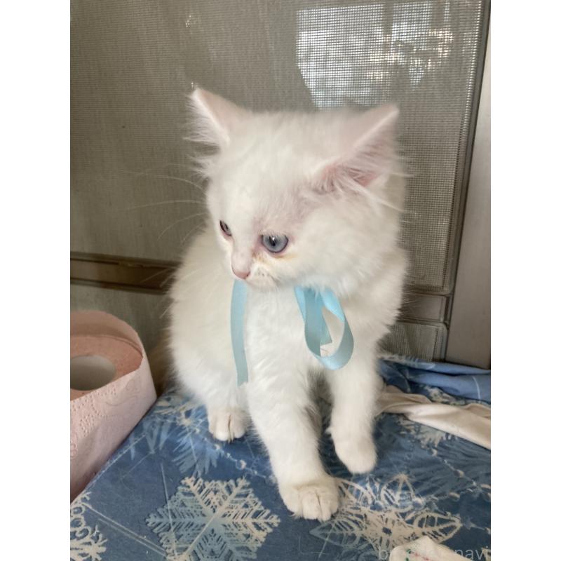 販売中の神奈川県のマンチカン-129912の6枚目