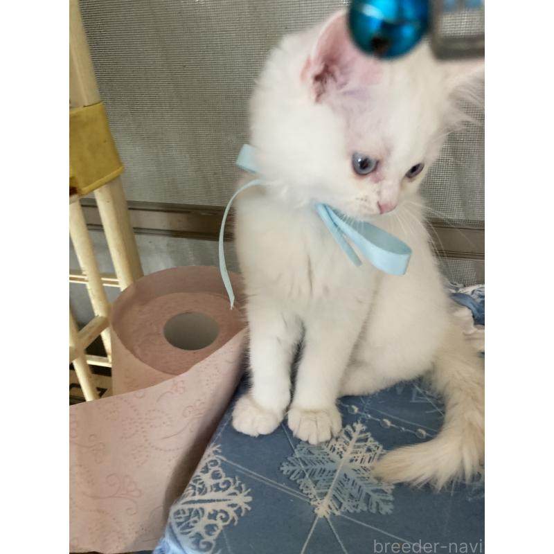 販売中の神奈川県のマンチカン-129912の5枚目