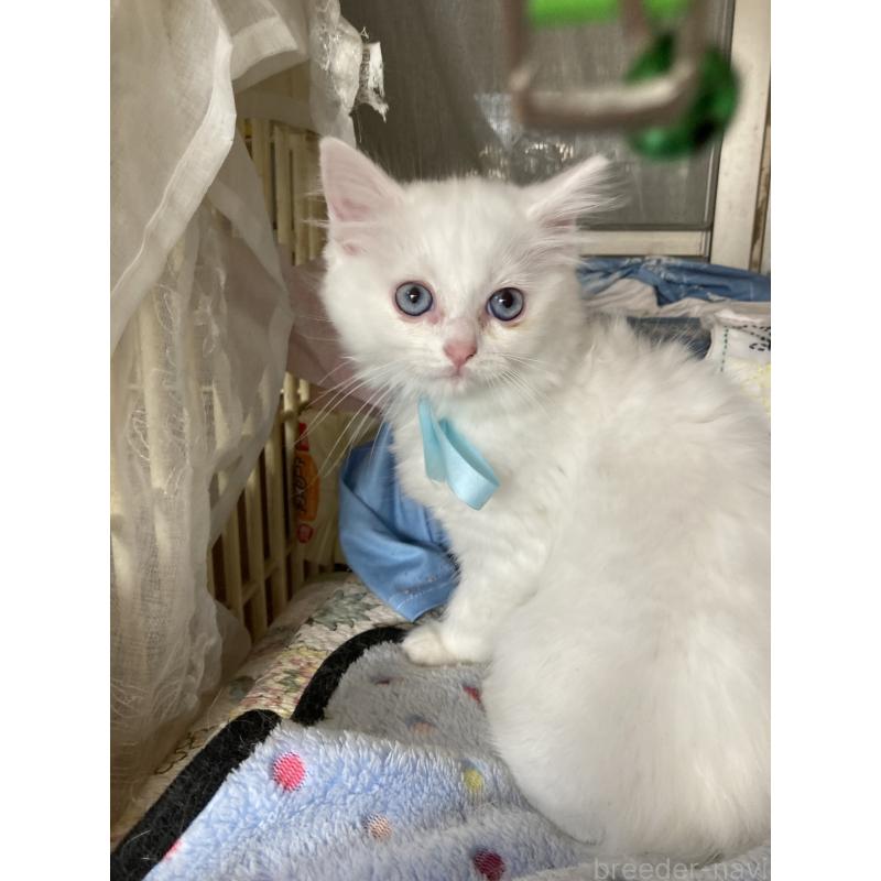 販売中の神奈川県のマンチカン-129912