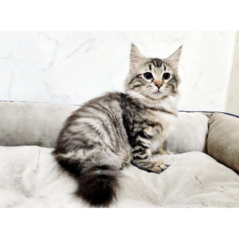 販売中の北海道のノルウェージャンフォレストキャット-127142の6枚目