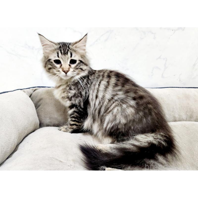 販売中の北海道のノルウェージャンフォレストキャット-127142の5枚目