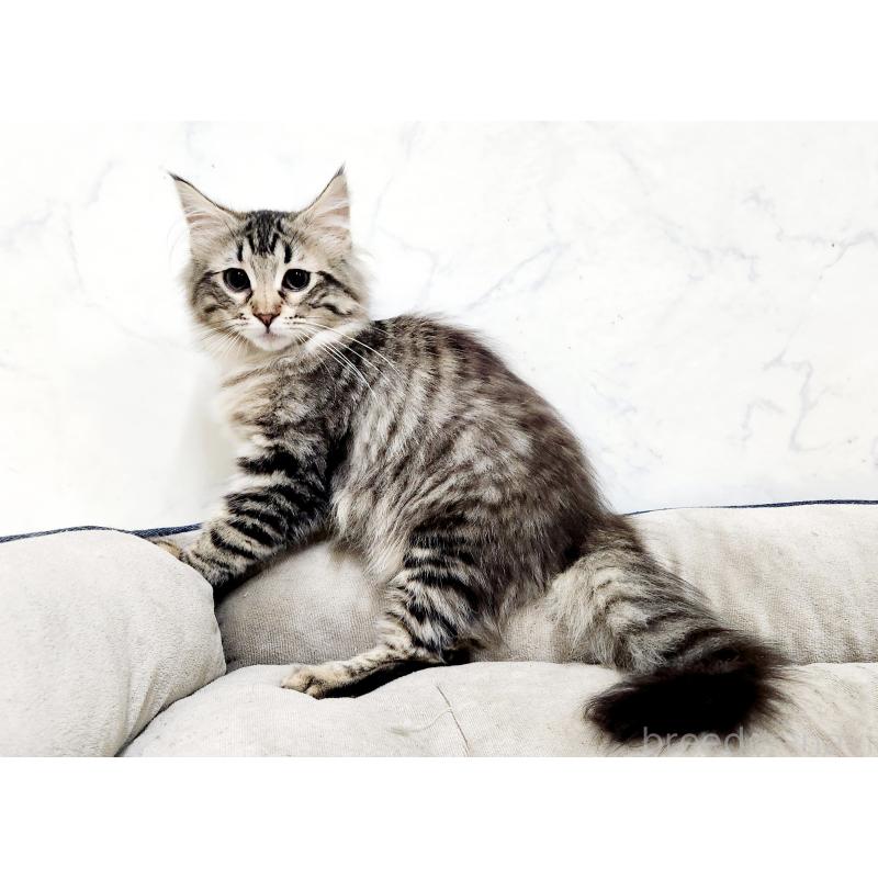 販売中の北海道のノルウェージャンフォレストキャット-127142の4枚目