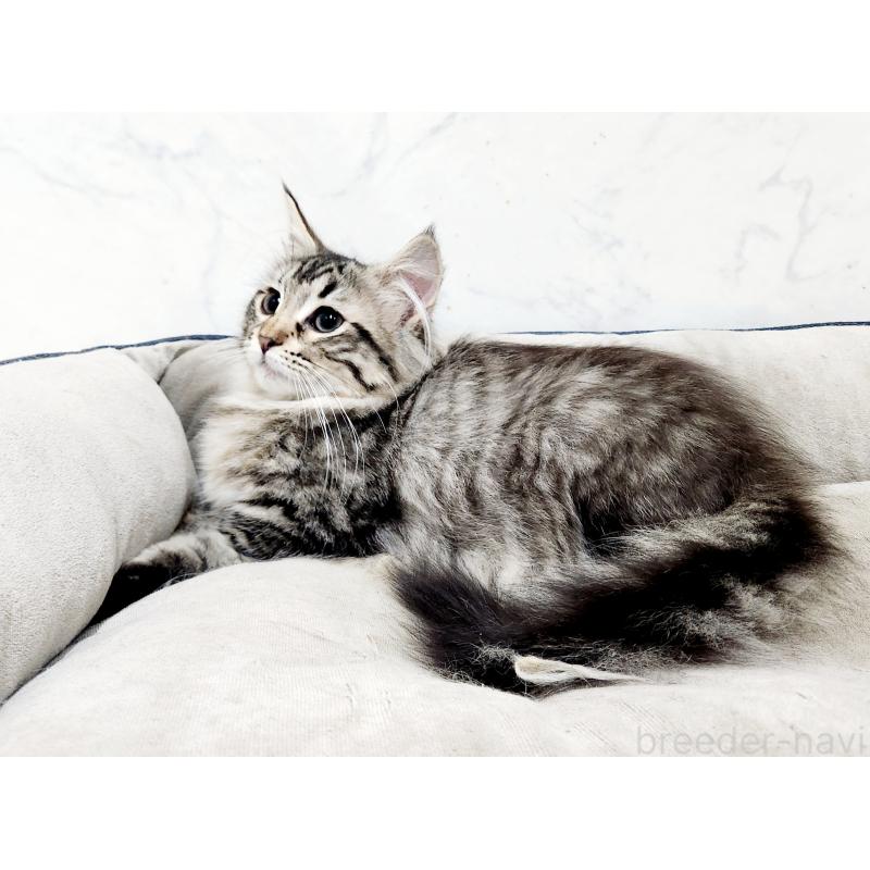 販売中の北海道のノルウェージャンフォレストキャット-127142の3枚目