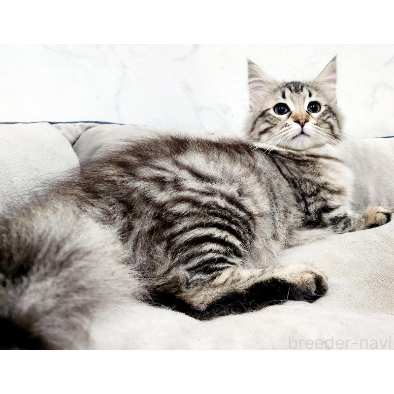 販売中の北海道のノルウェージャンフォレストキャット-127142の2枚目