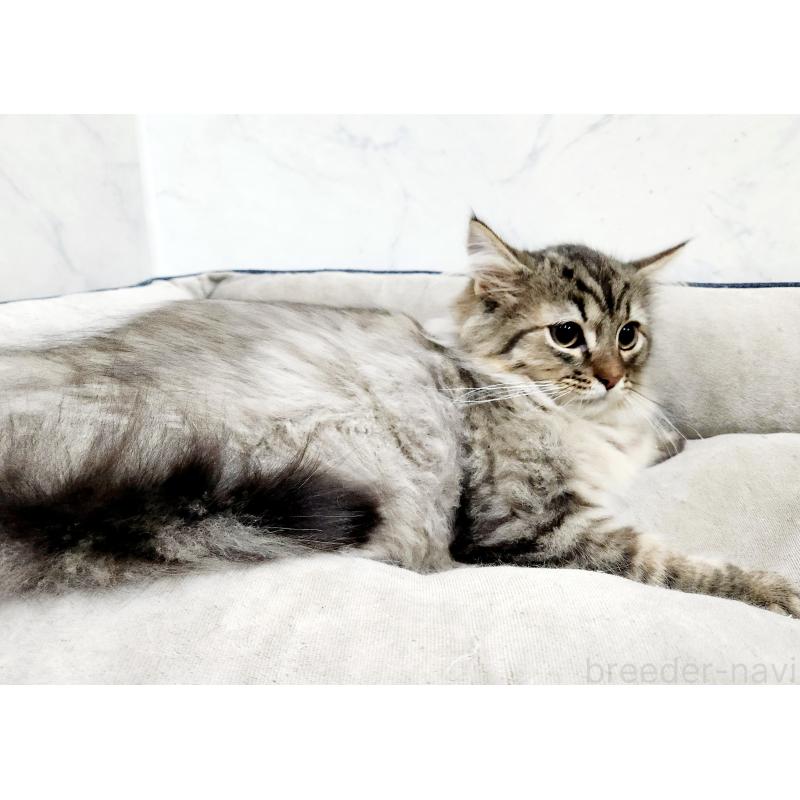 販売中の北海道のノルウェージャンフォレストキャット-127138の6枚目