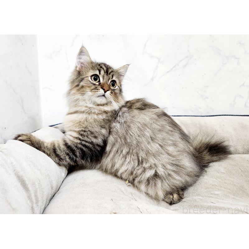 販売中の北海道のノルウェージャンフォレストキャット-127138の5枚目