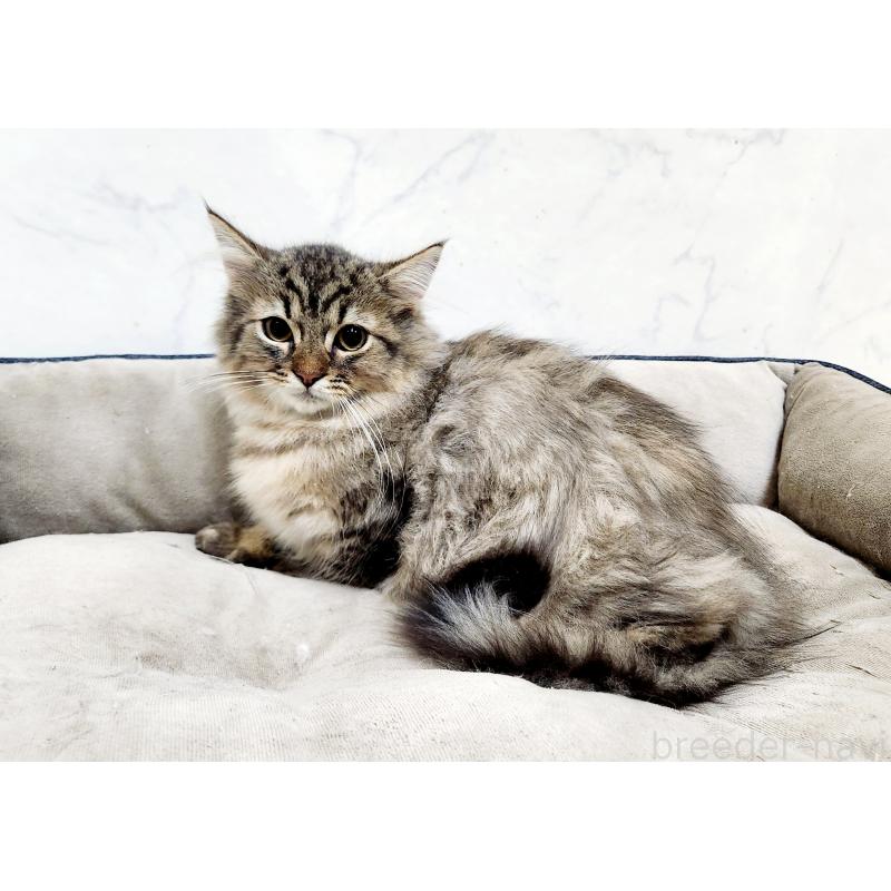 販売中の北海道のノルウェージャンフォレストキャット-127138の4枚目