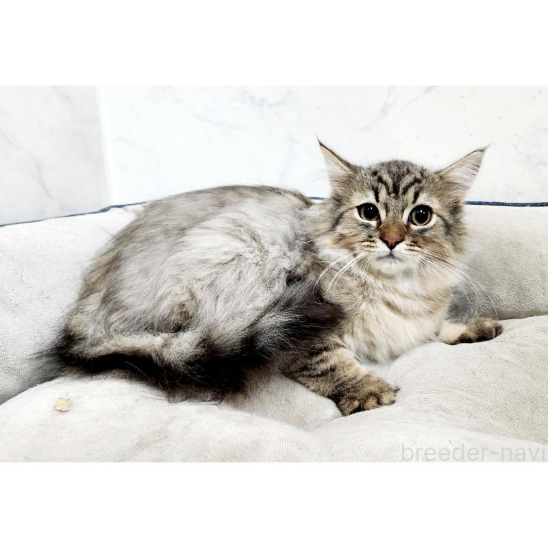 販売中の北海道のノルウェージャンフォレストキャット-127138の3枚目