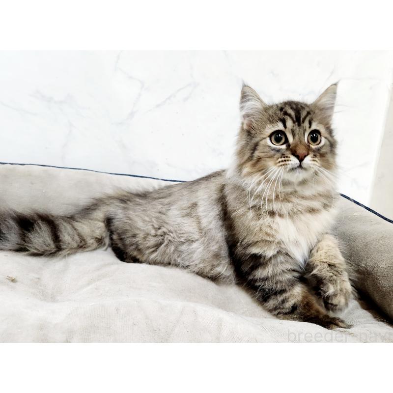 販売中の北海道のノルウェージャンフォレストキャット-127138の2枚目