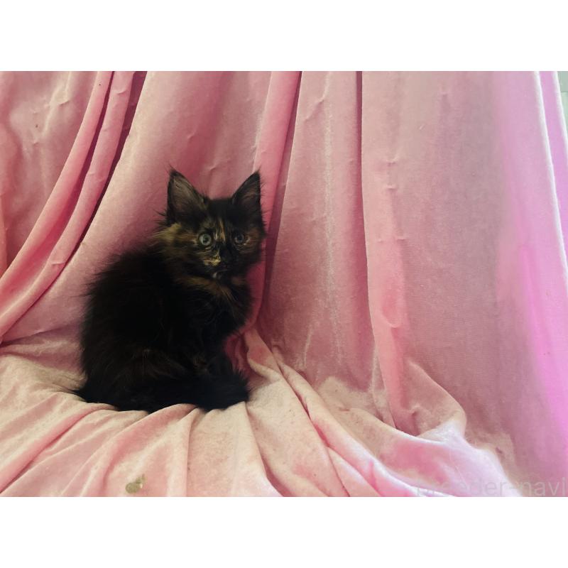 販売中の京都府のメインクーン-131910