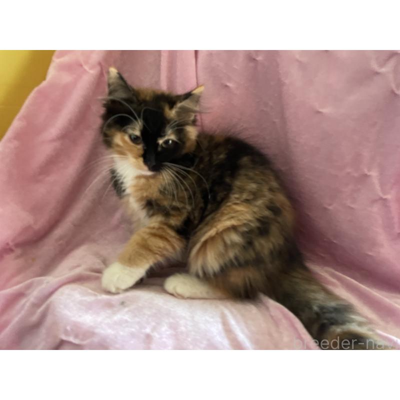 販売中の京都府のメインクーン-128291の6枚目