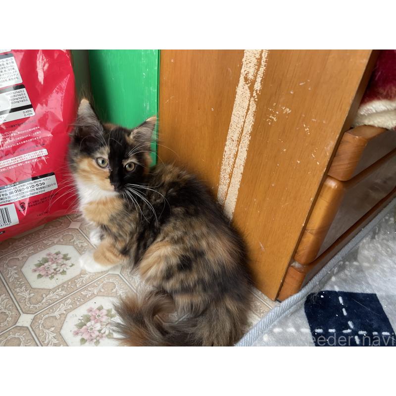 販売中の京都府のメインクーン-128291の5枚目