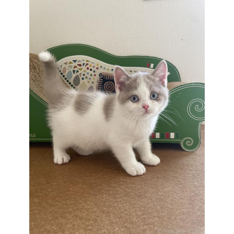 販売中の埼玉県のブリティッシュショートヘア-131838