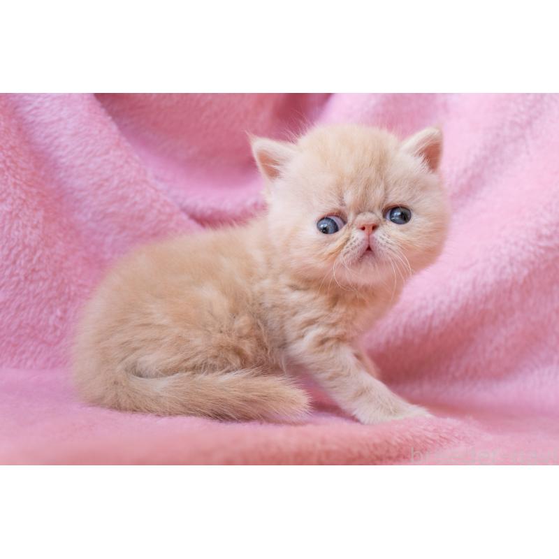 販売中の東京都のエキゾチックショートヘア-132295の4枚目