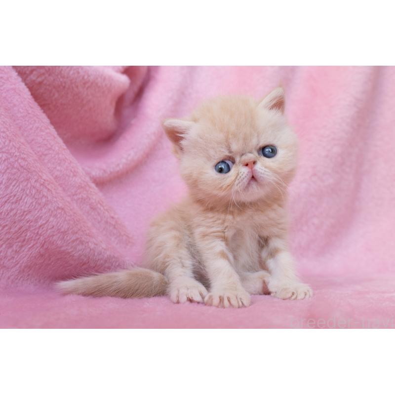 販売中の東京都のエキゾチックショートヘア-132295の2枚目