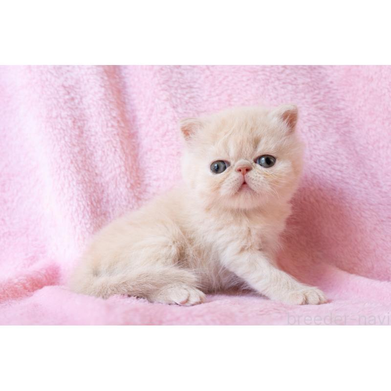 販売中の東京都のエキゾチックショートヘア-132296の5枚目