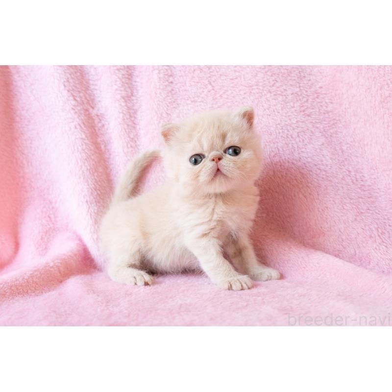 販売中の東京都のエキゾチックショートヘア-132296の4枚目