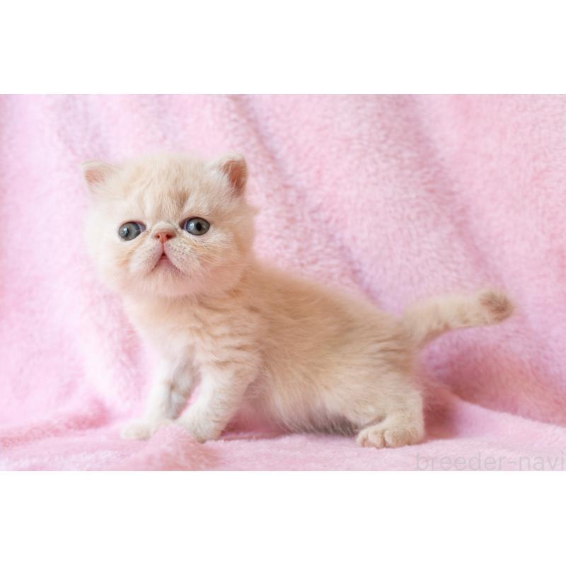 販売中の東京都のエキゾチックショートヘア-132296の3枚目