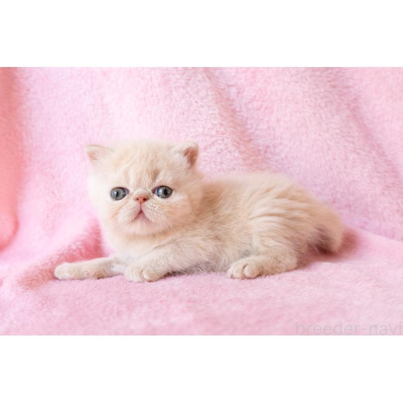 販売中の東京都のエキゾチックショートヘア-132296の2枚目