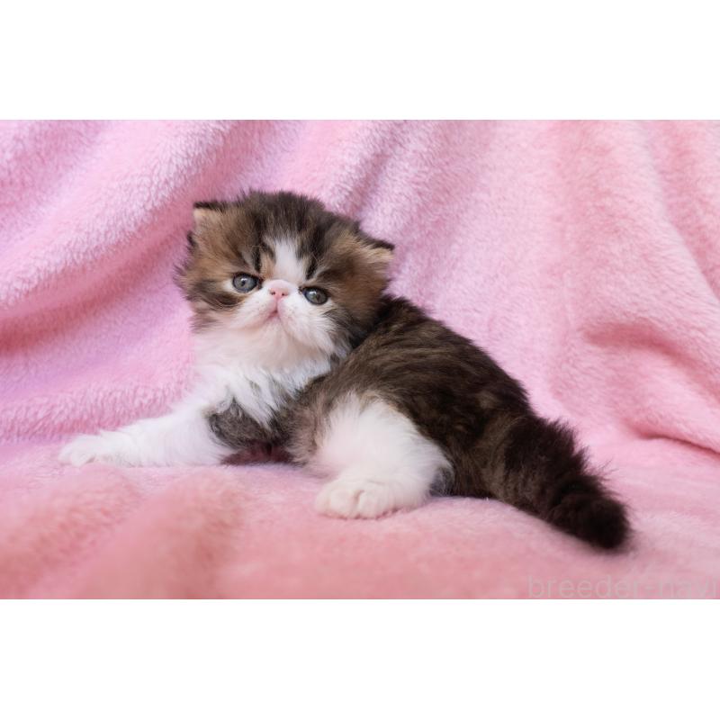 販売中の東京都のエキゾチックロングヘア-132297の5枚目