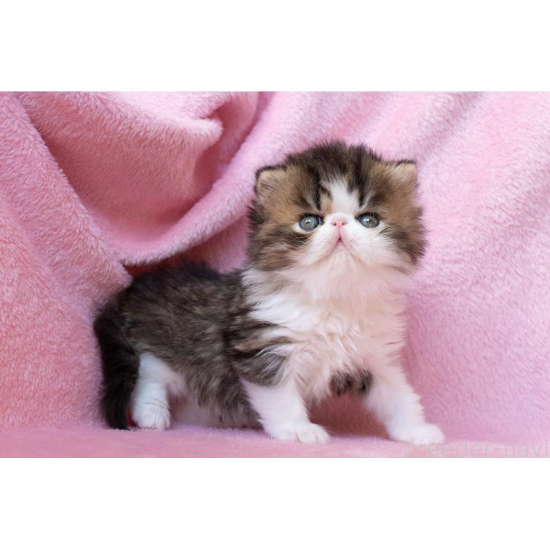 販売中の東京都のエキゾチックロングヘア-132297の4枚目