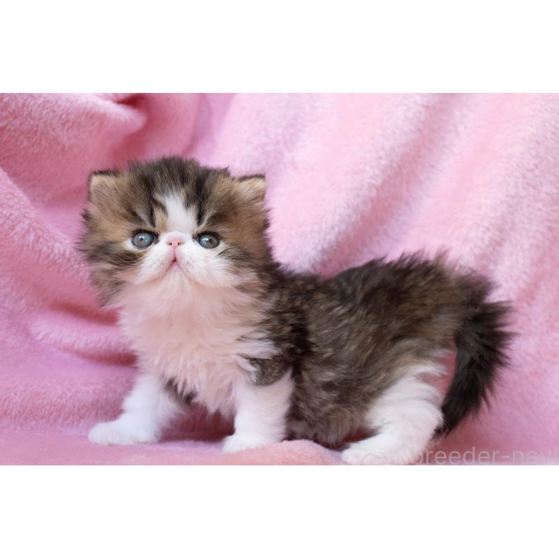 販売中の東京都のエキゾチックロングヘア-132297の3枚目