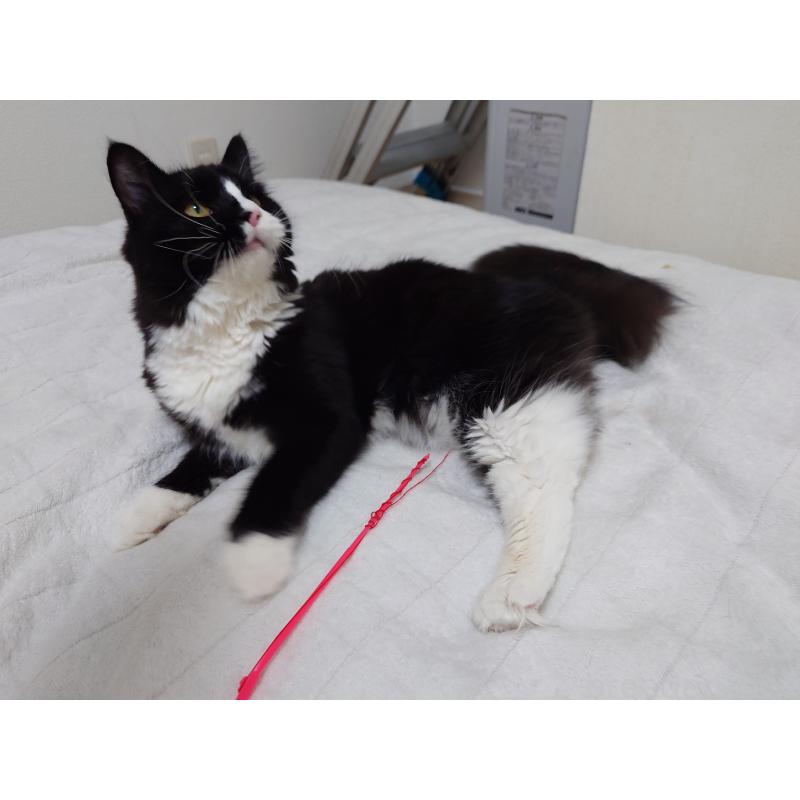 販売中の埼玉県のノルウェージャンフォレストキャット-113836の12枚目